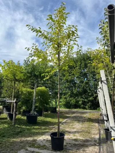 2x Witte moerbei, Morus 'Fruitless', hoogstam, ca. 3.5-4 m hoog – kavel bij Onlineveilingmeester, Ederveen