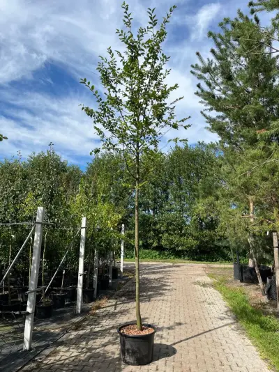 Haagbeuk, Carpinus Betulus, hoogstam, gele herfstkleur, ca. 3.5-4 m hoog – kavel bij Onlineveilingmeester, Ederveen