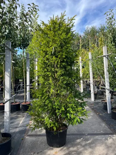 6x Venijnboom, Taxus Baccata, haagplant, wintergroen, ca. 175-225 cm hoog – kavel bij Onlineveilingmeester, Ederveen
