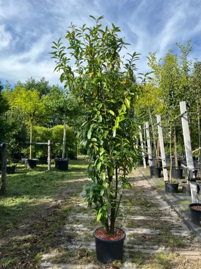 4x Laurierkers, Prunus 'Genolia', haagplant, wintergroen, ca. 200 cm hoog – kavel bij Onlineveilingmeester, Ederveen