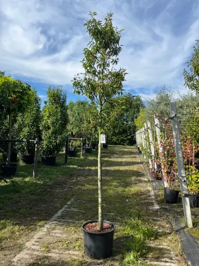 4x Portugese laurier, Prunus 'Angustifolia', bolvorm, wintergroen, ca. 3 m hoog – kavel bij Onlineveilingmeester, Ederveen