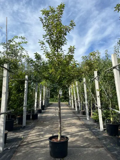 Portugese laurier, Prunus 'Brenelia', hoogstam, wintergroen, ca. 3-3.5 m hoog – kavel bij Onlineveilingmeester, Ederveen