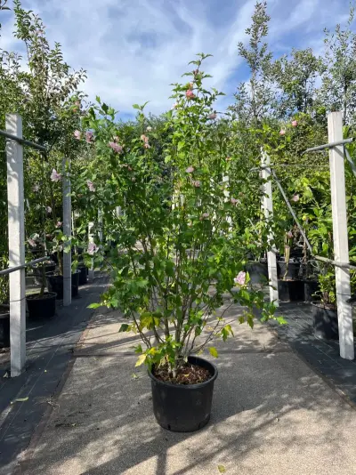 Altheastruik, Hibiscus 'Hamabo', sierheester, roze bloei, ca. 150-175 cm hoog – kavel bij Onlineveilingmeester, Ederveen