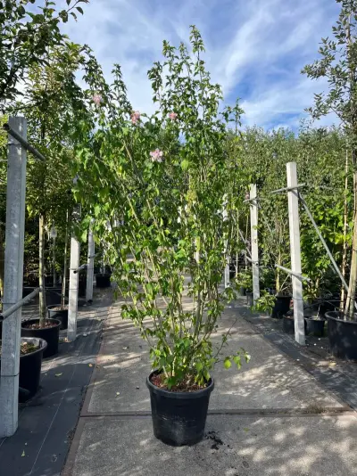 3x Altheastruik, Hibiscus 'Lady Stanley', sierheester, roze bloei, ca. 175-200 cm hoog – kavel bij Onlineveilingmeester, Ederveen