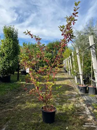 2x Witte kornoelje, Cornus 'Sibrica', sierheester, rode takken, ca. 175-200 cm hoog – kavel bij Onlineveilingmeester, Ederveen