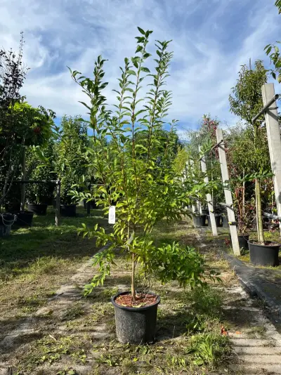 Chinees klokje, Forsythia 'Spectabilis', sierheester, gele bloei, ca. 150-175 cm hoog – kavel bij Onlineveilingmeester, Ederveen