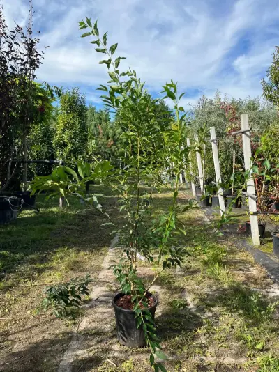 3x Chinees klokje, Forsythia 'Spectabilis', sierheester, gele bloei, ca. 100-150 cm hoog – kavel bij Onlineveilingmeester, Ederveen