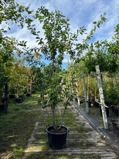 Japanse sierkers, Prunus S. 'Kanzan', meerstammig, dieproze bloei, ca. 250 cm hoog – kavel bij Onlineveilingmeester, Ederveen