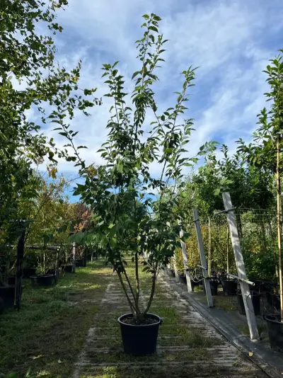 2x Japanse sierkers, Prunus S. 'Kanzan', meerstammig, dieproze bloei, ca. 250 cm hoog – kavel bij Onlineveilingmeester, Ederveen