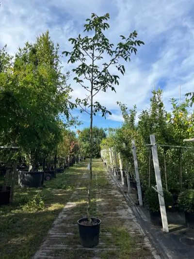 5x Walnotenboom, Juglans 'Chandler', vruchtboom, vruchtdragend, ca. 3.5 m hoog – kavel bij Onlineveilingmeester, Ederveen