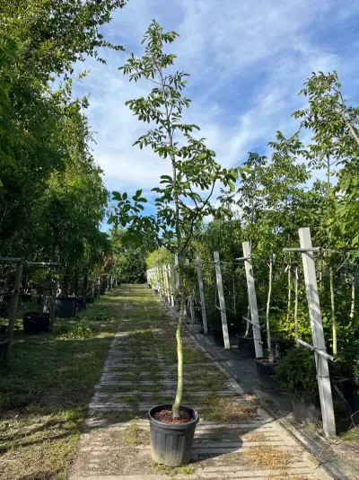 Ca. 15x Walnotenboom, Juglans 'Chandler', vruchtboom, vruchtdragend, ca. 3.5 m hoog – kavel bij Onlineveilingmeester, Ederveen