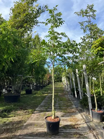 2x Walnotenboom, Juglans 'Chandler', vruchtboom, vruchtdragend, ca. 3.5 m hoog – kavel bij Onlineveilingmeester, Ederveen