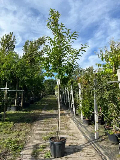 2x Tamme kastanje, Castanea Sativa, vruchtboom, vruchtdragend, ca. 3-3.5 m hoog – kavel bij Onlineveilingmeester, Ederveen