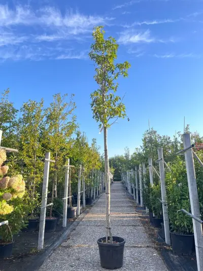 Amberboom, Liquidambar 'Worplesdon', hoogstam, herfstverkleuring, ca. 3.5 m hoog – kavel bij Onlineveilingmeester, Ederveen