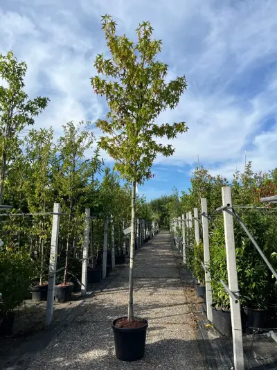 3x Amberboom, Liquidambar 'Worplesdon', hoogstam, herfstverkleuring, ca. 3.5 m hoog – kavel bij Onlineveilingmeester, Ederveen