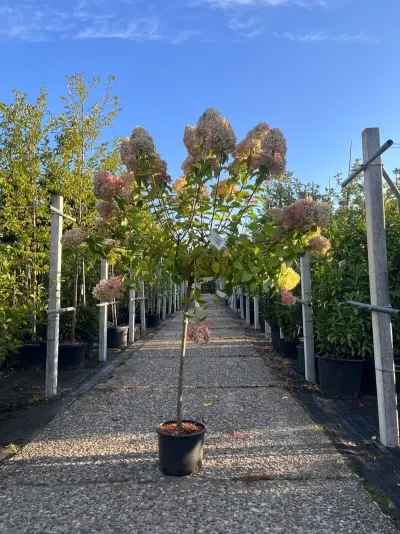 2x Pluimhortensia, Hydrangea 'Limelight', bolboom, witte/roze bloei, ca. 125-150 cm hoog – kavel bij Onlineveilingmeester, Ederveen