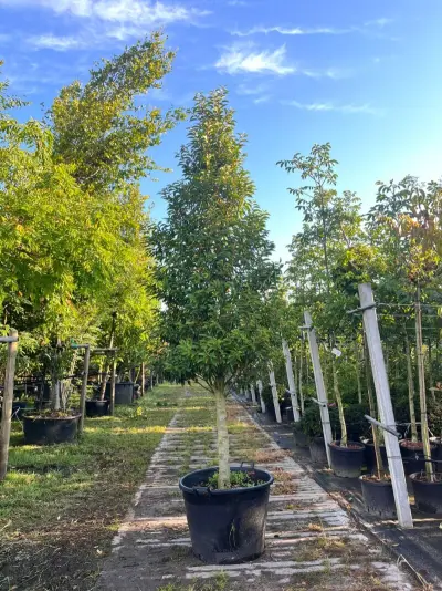 2x Portugese laurier, Prunus 'Angustifolia', solitair, wintergroen, ca. 300 cm hoog – kavel bij Onlineveilingmeester, Ederveen