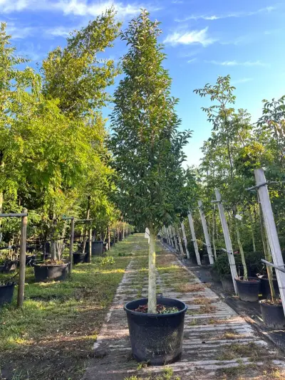 Portugese laurier, Prunus 'Angustifolia', solitair, wintergroen, ca. 300 cm hoog – kavel bij Onlineveilingmeester, Ederveen