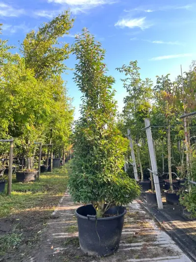 4x Portugese laurier, Prunus 'Angustifolia', haagplant, wintergroen, ca. 200-250 cm hoog – kavel bij Onlineveilingmeester, Ederveen
