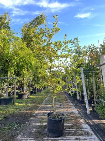 Stermagnolia, Magnolia Stellata, solitair, ca. 200-225 cm hoog – kavel bij Onlineveilingmeester, Ederveen