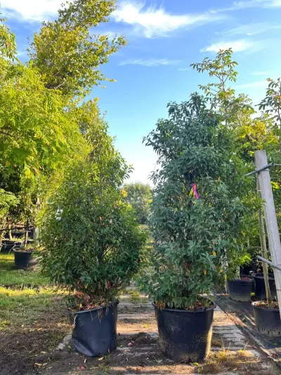 4x Portugese laurier, Prunus 'Angustifolia', haagplant, wintergroen, ca. 175-225 cm hoog – kavel bij Onlineveilingmeester, Ederveen