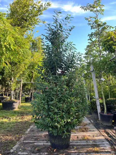 5x Portugese laurier, Prunus 'Angustifolia', haagplant, wintergroen, ca. 200-250 cm hoog – kavel bij Onlineveilingmeester, Ederveen