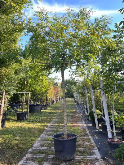 Rode acacia, Robinia 'Casque Rouge', dakboom, rozerode bloei, ca. 220 cm stamhoogte – kavel bij Onlineveilingmeester, Ederveen