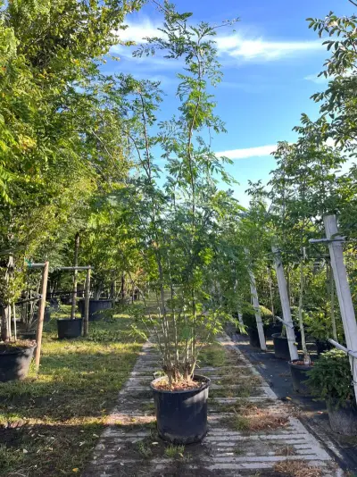 Valse Christusdoorn, Gleditsia Triac. 'Skyline', meerstammig, ca. 250-300 cm hoog – kavel bij Onlineveilingmeester, Ederveen