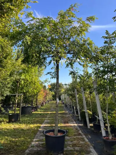 2x Rode acacia, Robinia 'Casque Rouge', dakboom, rozerode bloei, ca. 220 cm stamhoogte – kavel bij Onlineveilingmeester, Ederveen