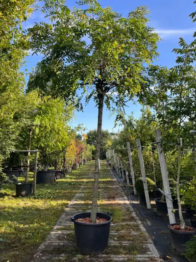 Rode acacia, Robinia 'Casque Rouge', dakboom, rozerode bloei, ca. 220 cm stamhoogte – kavel bij Onlineveilingmeester, Ederveen