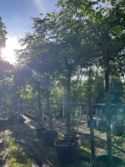 4x Rode acacia, Robinia 'Casque Rouge', dakboom, rozerode bloei, ca. 220 cm stamhoogte – kavel bij Onlineveilingmeester, Ederveen