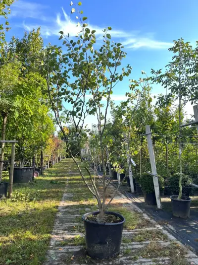 Judasboom, Cercis Canadensis, meerstammig, roze bloei, ca. 225-250 cm hoog – kavel bij Onlineveilingmeester, Ederveen
