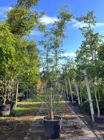 2x Valse Christusdoorn, Gleditsia 'Skyline', meerstammig, ca. 250-300 cm hoog – kavel bij Onlineveilingmeester, Ederveen