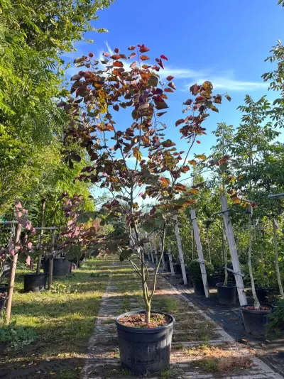 Judasboom, Cercis 'Forest Pansy', meerstammig, roze bloei, ca. 200-250 cm hoog – kavel bij Onlineveilingmeester, Ederveen