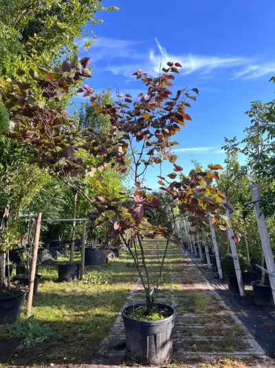 Judasboom, Cercis 'Forest Pansy', meerstammig, roze bloei, ca. 200-250 cm hoog – kavel bij Onlineveilingmeester, Ederveen