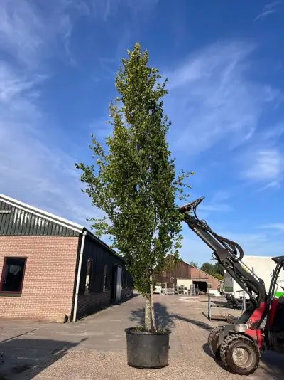 Zuilbeuk, Fagus 'Dawyck ', zuilvorm, ca. 6-7 m hoog – kavel bij Onlineveilingmeester, Ederveen