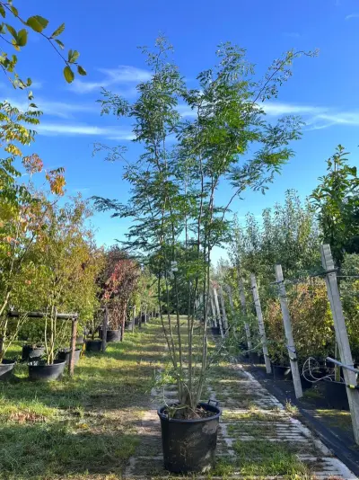 Valse Christusdoorn, Gleditsia 'Skyline', meerstammig, ca. 250-300 cm hoog – kavel bij Onlineveilingmeester, Ederveen