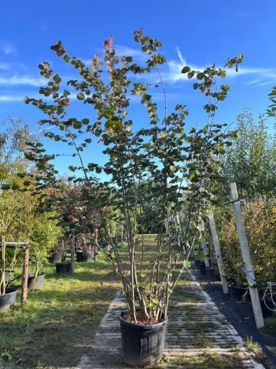 Rode hazelaar, Corylus 'Purpurea', sierheester, roodbladig, ca. 350-400 cm hoog – kavel bij Onlineveilingmeester, Ederveen