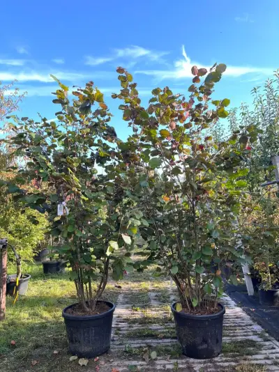 2x Rode hazelaar, Corylus 'Purpurea', sierheester, roodbladig, ca. 200-250 cm hoog – kavel bij Onlineveilingmeester, Ederveen