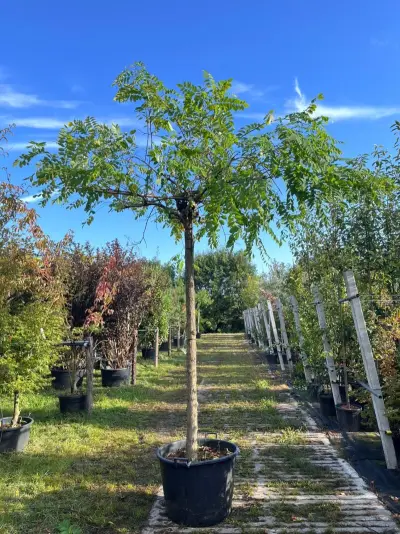 2x Rode acacia, Robinia 'Casque Rouge', dakboom, rozerode bloei, ca. 220 cm stamhoogte – kavel bij Onlineveilingmeester, Ederveen