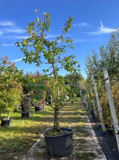 2x Kersenboom, Prunus 'Kordia', fruitgaardboom, vruchtdragend, ca. 3m hoog – kavel bij Onlineveilingmeester, Ederveen