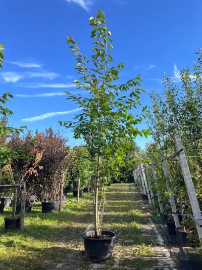2x Japanse sierkers, Prunus 'Amanogawa', meerstammig, roze bloei, ca. 300-350 cm hoog – kavel bij Onlineveilingmeester, Ederveen