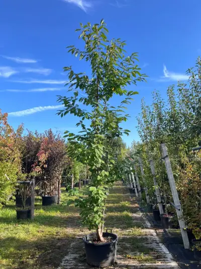 Japanse sierkers, Prunus 'Amanogawa', meerstammig, roze bloei, ca. 300-350 cm hoog – kavel bij Onlineveilingmeester, Ederveen