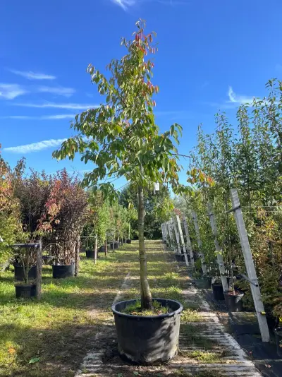 Kersenboom, Prunus 'Kordia', fruitgaardboom, vruchtdragend, ca. 3-3.5 m hoog – kavel bij Onlineveilingmeester, Ederveen