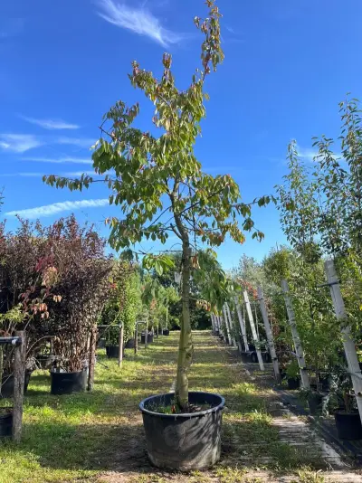 Kersenboom, Prunus 'Kordia', fruitgaardboom, vruchtdragend, ca. 3-3.5 m hoog – kavel bij Onlineveilingmeester, Ederveen