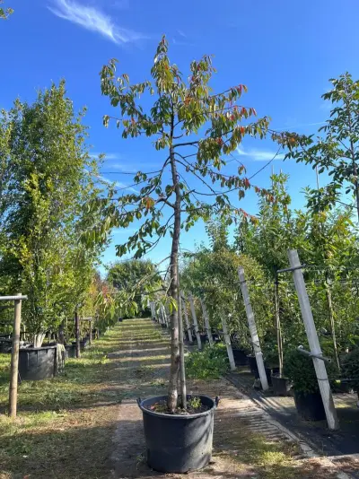 Kersenboom, Prunus 'Kordia', fruitgaardboom, vruchtdragend, ca. 3-3.5 m hoog – kavel bij Onlineveilingmeester, Ederveen