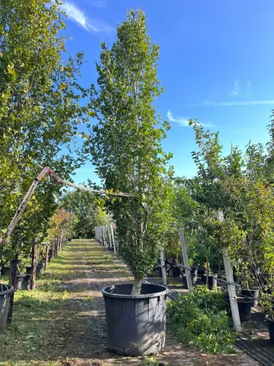 Beuk, Fagus 'Dawyck ', zuilvorm, ca. 450-500 cm hoog – kavel bij Onlineveilingmeester, Ederveen