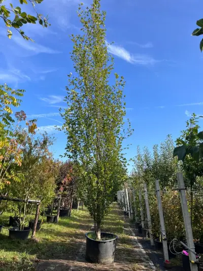 2x Beuk, Fagus 'Dawyck ', zuilvorm, ca. 500-550 cm hoog – kavel bij Onlineveilingmeester, Ederveen