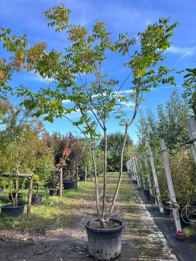 2x Bijenboom, Tetradium Daniellii, meerstammig, wit/rode bloei, ca. 300-350 cm hoog – kavel bij Onlineveilingmeester, Ederveen