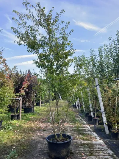 Japanse sierkers, Prunus 'Oshidori', meerstammig, wit/roze bloei, ca. 250-300 cm hoog – kavel bij Onlineveilingmeester, Ederveen